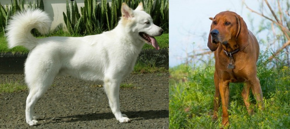 Redbone Coonhound vs Kintamani - Breed Comparison
