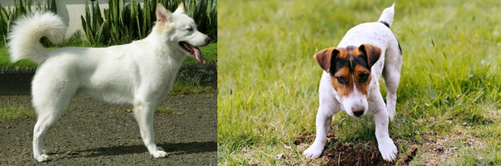 Russell Terrier vs Kintamani - Breed Comparison