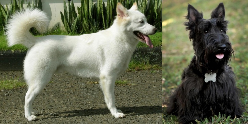Scoland Terrier vs Kintamani - Breed Comparison