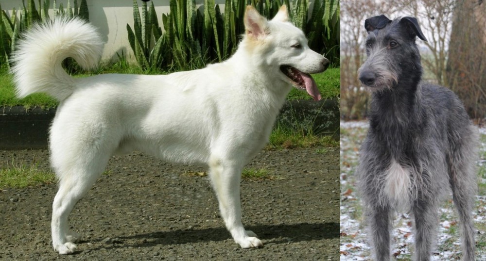 Scottish Deerhound vs Kintamani - Breed Comparison
