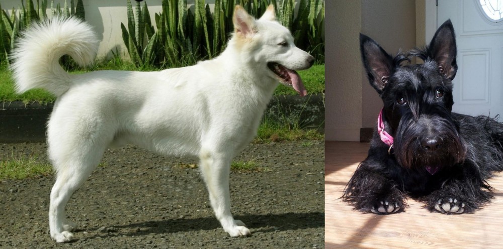 Scottish Terrier vs Kintamani - Breed Comparison