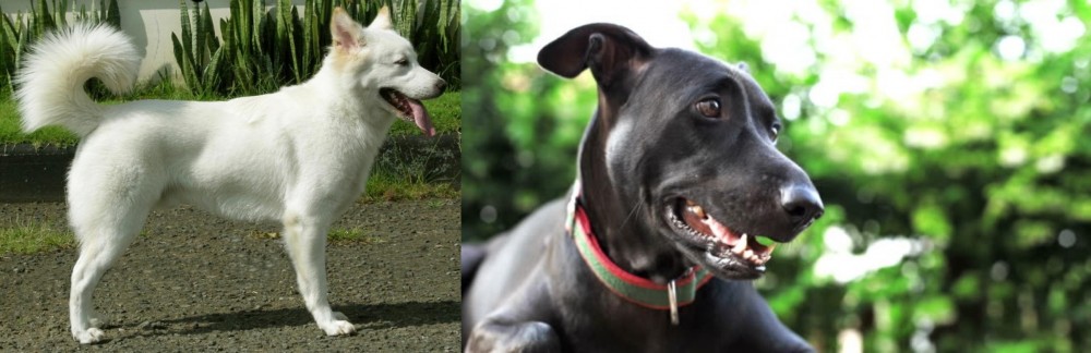 Shepard Labrador vs Kintamani - Breed Comparison