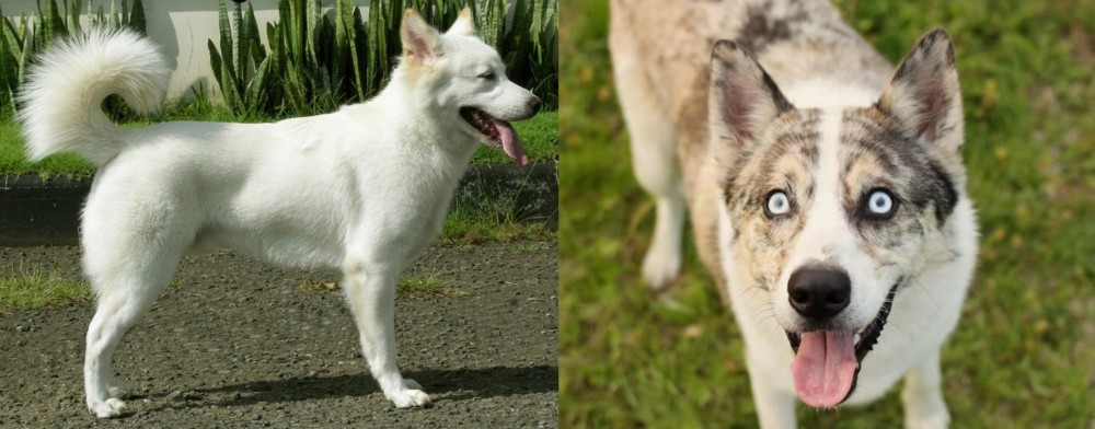 Shepherd Husky vs Kintamani - Breed Comparison