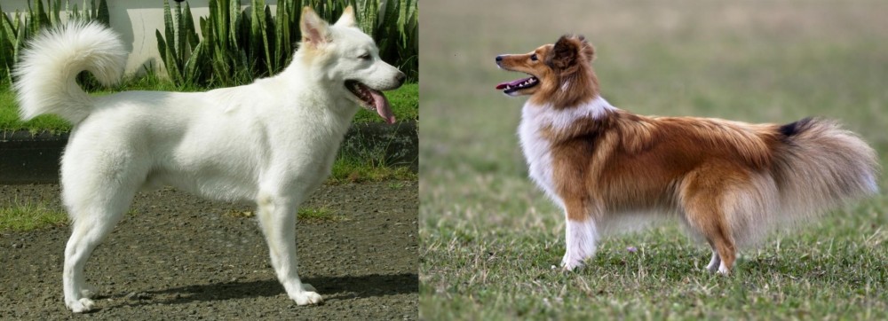 Shetland Sheepdog vs Kintamani - Breed Comparison