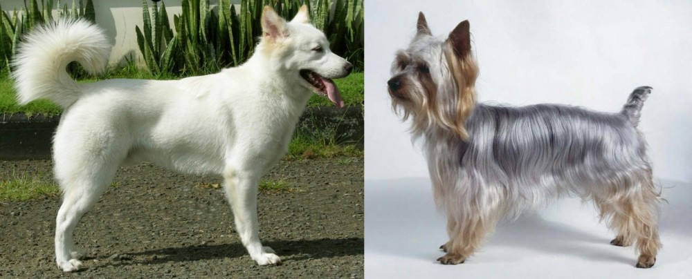 Silky Terrier vs Kintamani - Breed Comparison