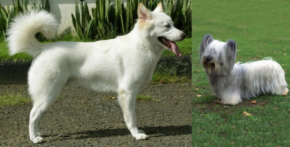 Skye Terrier vs Kintamani - Breed Comparison