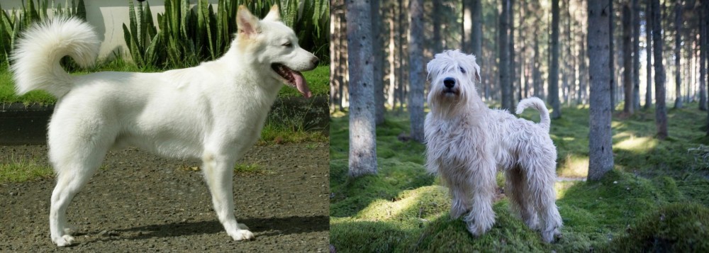 Soft-Coated Wheaten Terrier vs Kintamani - Breed Comparison