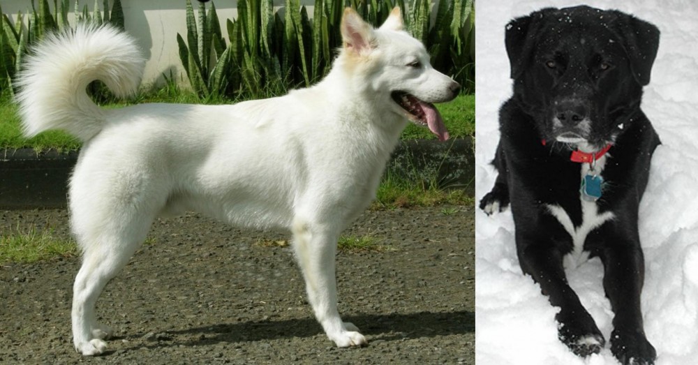 St. John's Water Dog vs Kintamani - Breed Comparison
