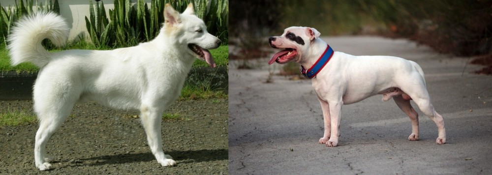 Staffordshire Bull Terrier vs Kintamani - Breed Comparison