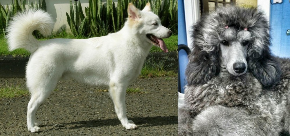 Standard Poodle vs Kintamani - Breed Comparison