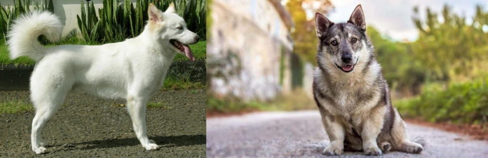Swedish Vallhund vs Kintamani - Breed Comparison
