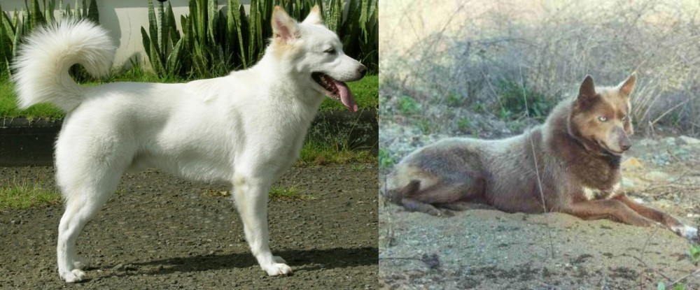 Tahltan Bear Dog vs Kintamani - Breed Comparison