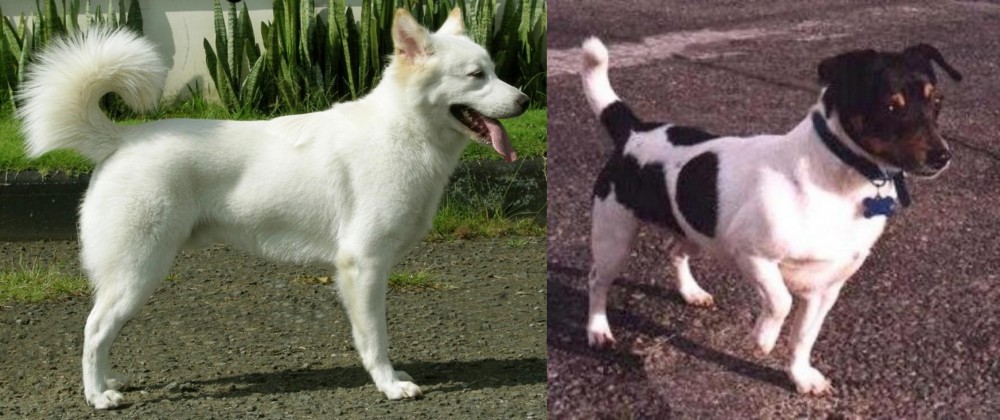 Teddy Roosevelt Terrier vs Kintamani - Breed Comparison