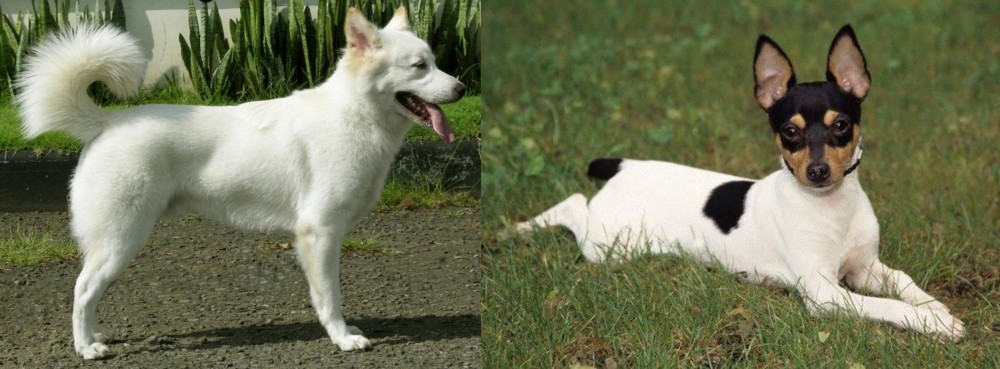 Toy Fox Terrier vs Kintamani - Breed Comparison