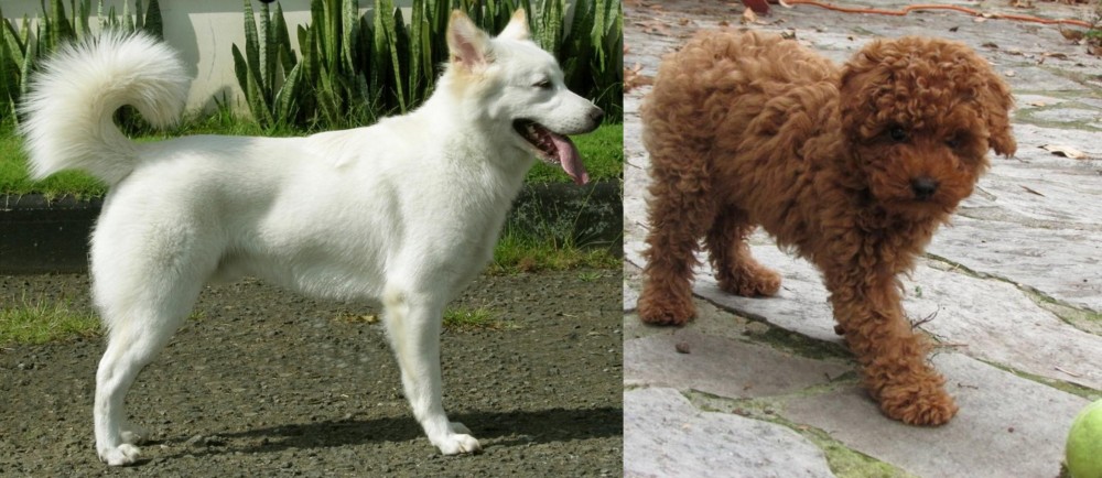 Toy Poodle vs Kintamani - Breed Comparison