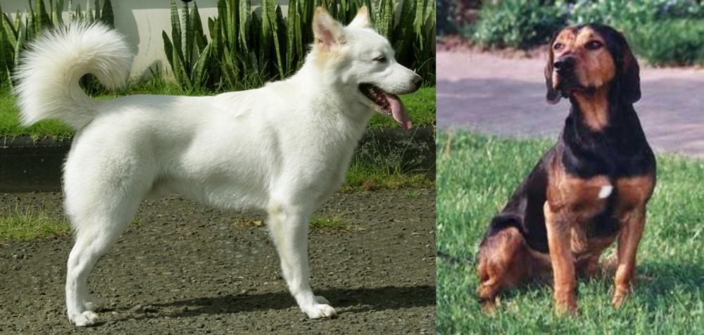 Tyrolean Hound vs Kintamani - Breed Comparison