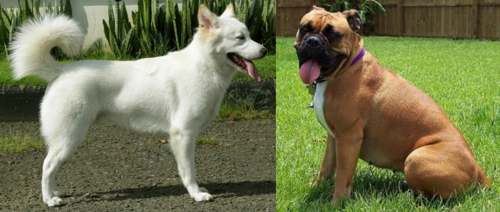 Valley Bulldog vs Kintamani - Breed Comparison