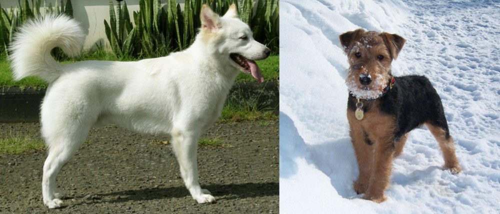 Welsh Terrier vs Kintamani - Breed Comparison