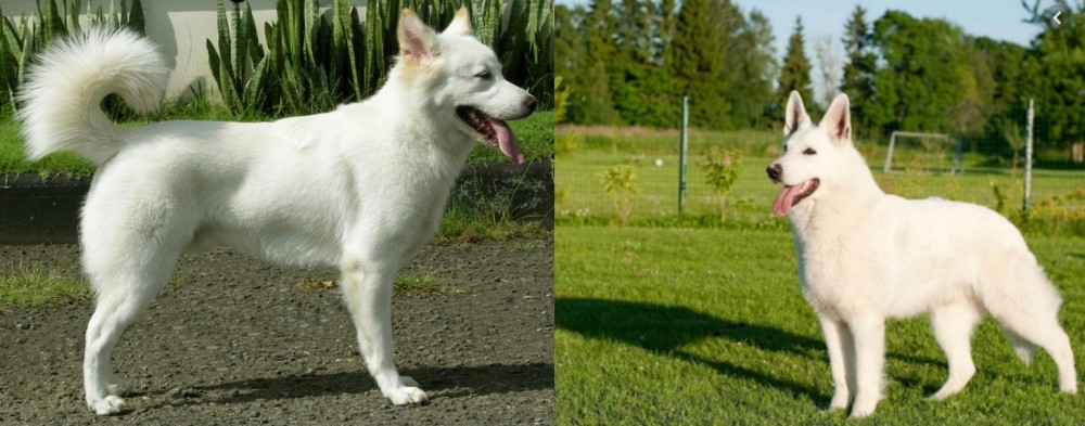 White Shepherd vs Kintamani - Breed Comparison