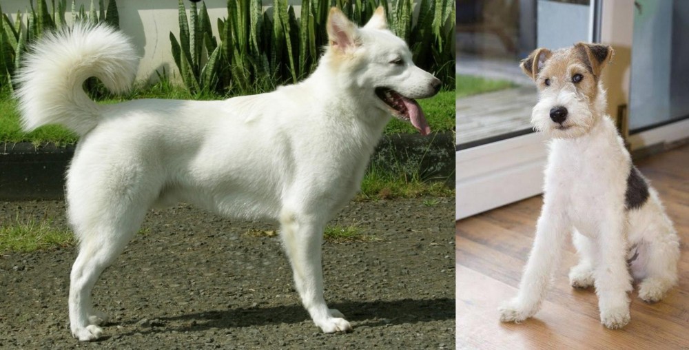Wire Fox Terrier vs Kintamani - Breed Comparison