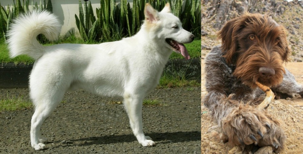 Wirehaired Pointing Griffon vs Kintamani - Breed Comparison