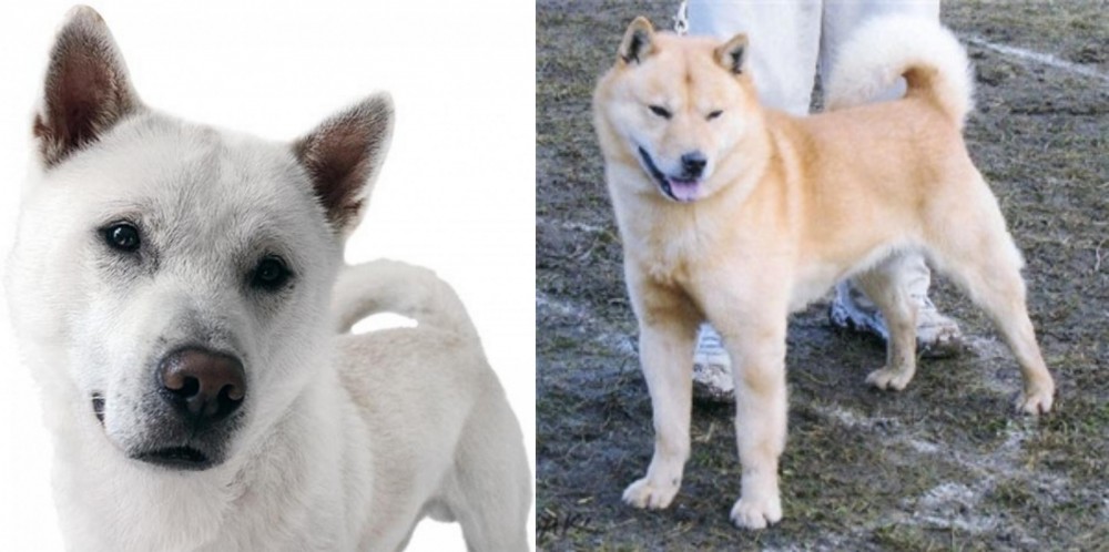 Hokkaido vs Kishu - Breed Comparison