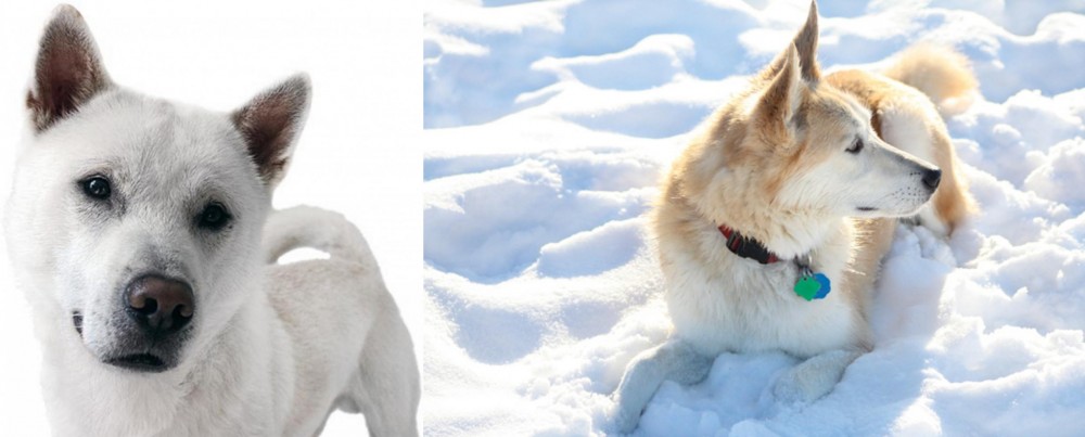 Labrador Husky vs Kishu - Breed Comparison