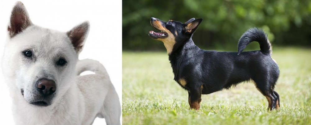 Lancashire Heeler vs Kishu - Breed Comparison