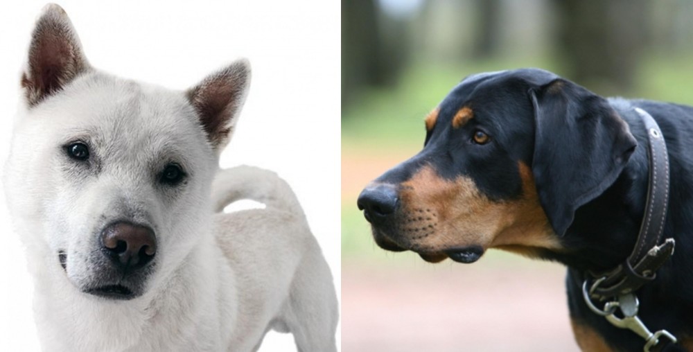 Lithuanian Hound vs Kishu - Breed Comparison