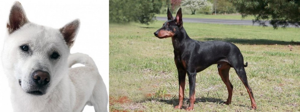 Manchester Terrier vs Kishu - Breed Comparison