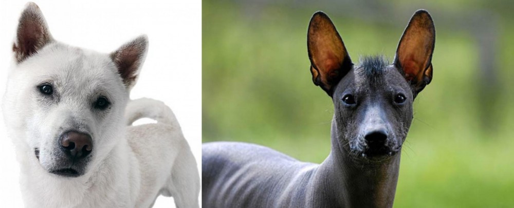 Mexican Hairless vs Kishu - Breed Comparison