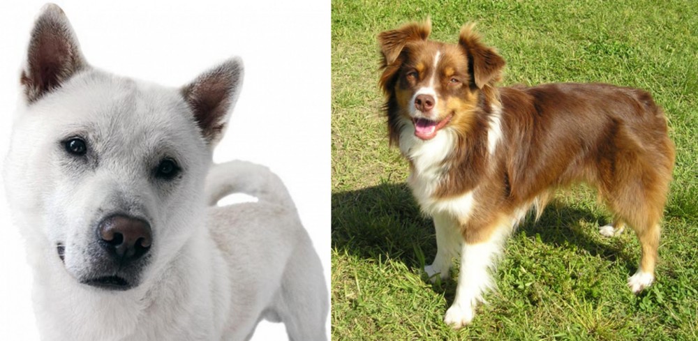 Miniature Australian Shepherd vs Kishu - Breed Comparison