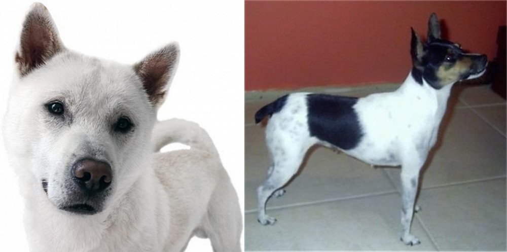 Miniature Fox Terrier vs Kishu - Breed Comparison