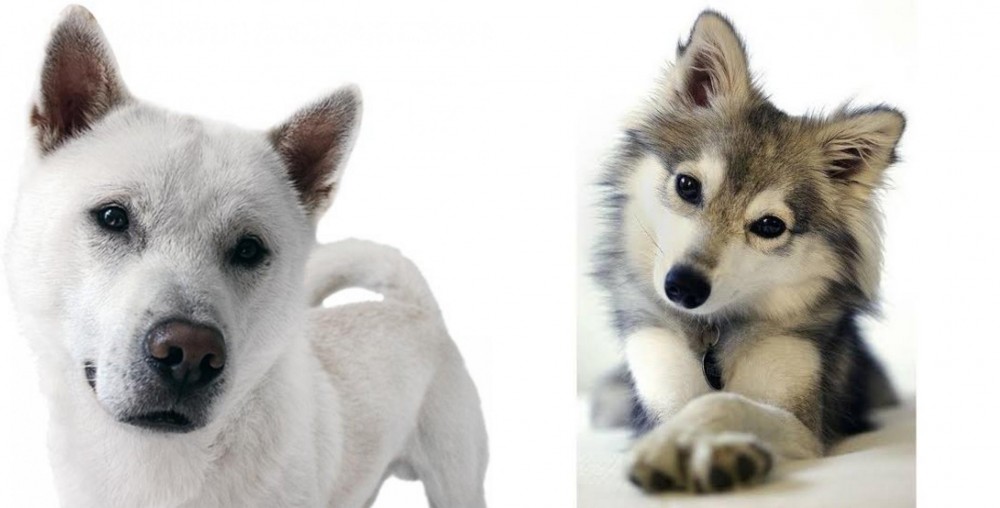Miniature Siberian Husky vs Kishu - Breed Comparison
