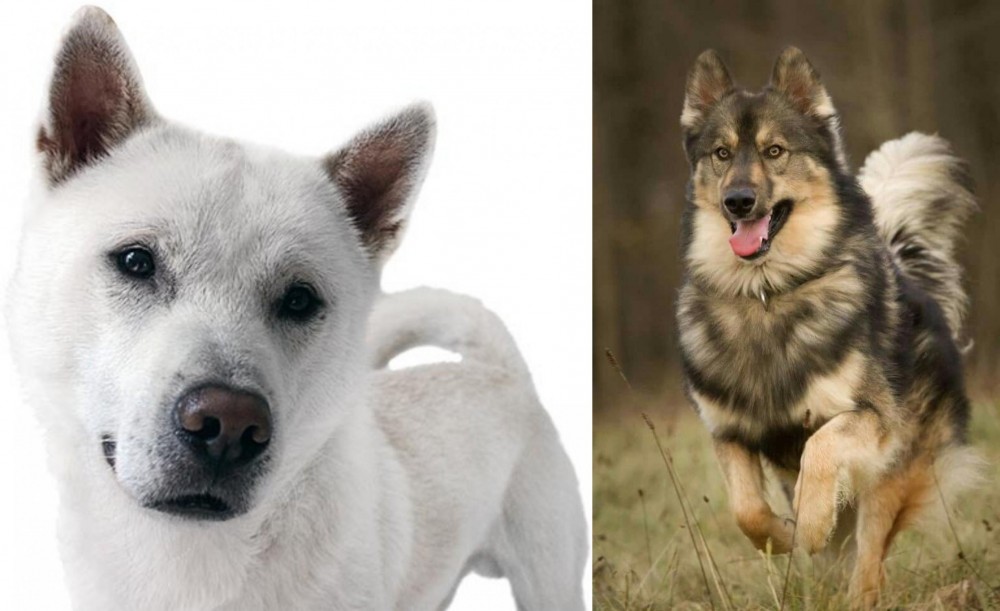 Native American Indian Dog vs Kishu - Breed Comparison