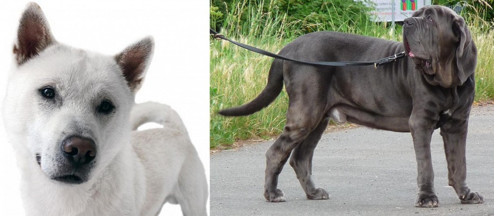 Neapolitan Mastiff vs Kishu - Breed Comparison