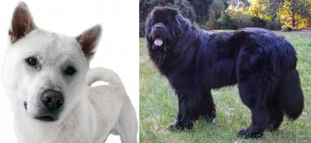 Newfoundland Dog vs Kishu - Breed Comparison