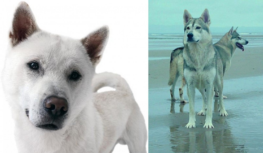 Northern Inuit Dog vs Kishu - Breed Comparison