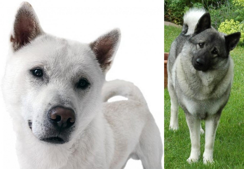 Norwegian Elkhound vs Kishu - Breed Comparison