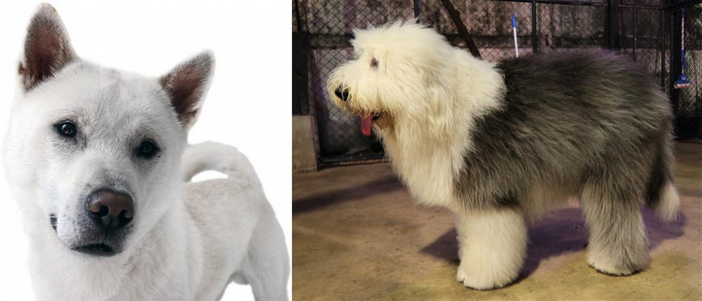 Old English Sheepdog vs Kishu - Breed Comparison