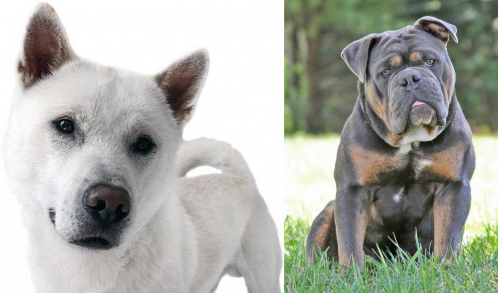 Olde English Bulldogge vs Kishu - Breed Comparison