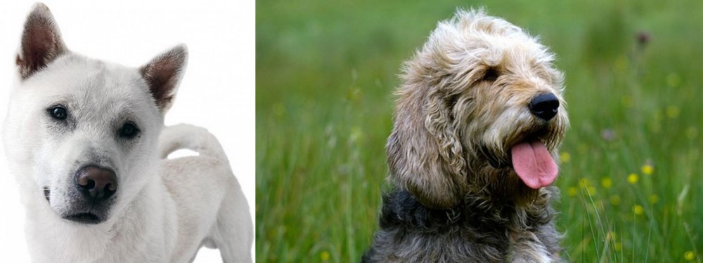 Otterhound vs Kishu - Breed Comparison