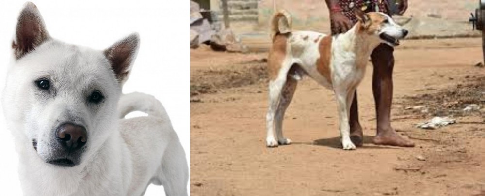 Pandikona vs Kishu - Breed Comparison