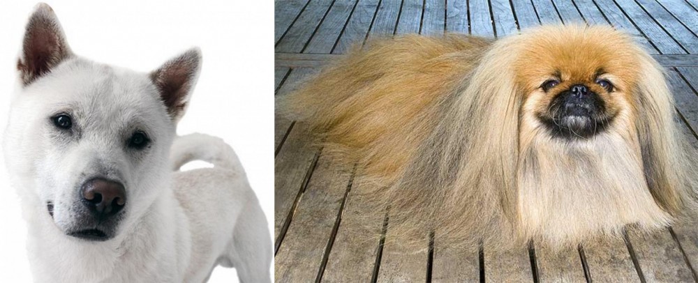 Pekingese vs Kishu - Breed Comparison