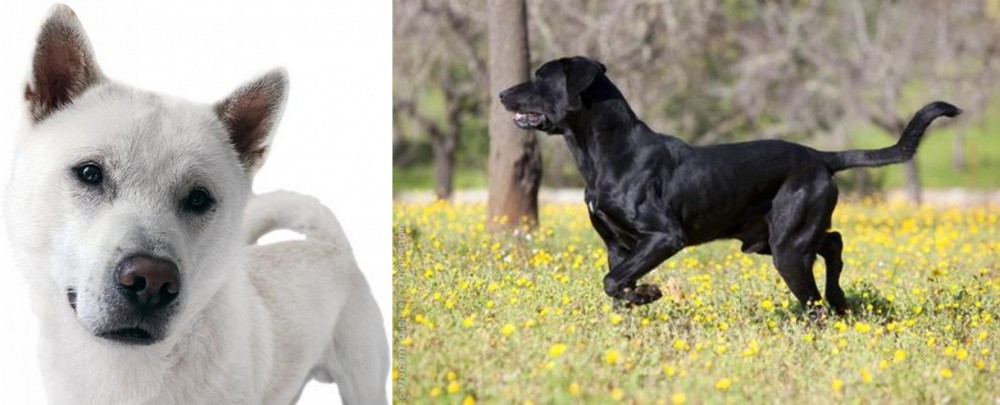 Perro de Pastor Mallorquin vs Kishu - Breed Comparison