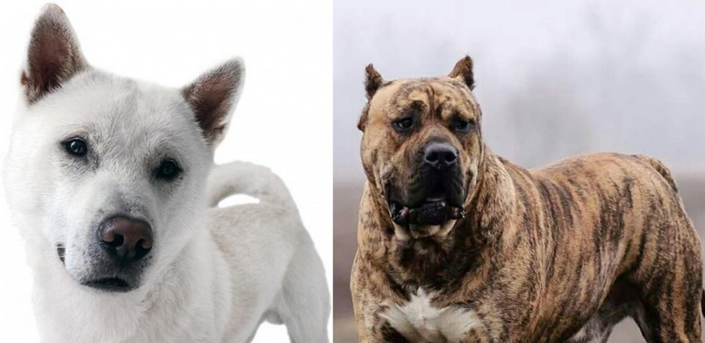 Perro de Presa Canario vs Kishu - Breed Comparison