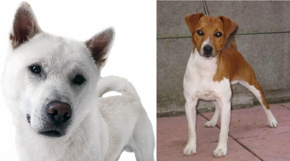 Plummer Terrier vs Kishu - Breed Comparison