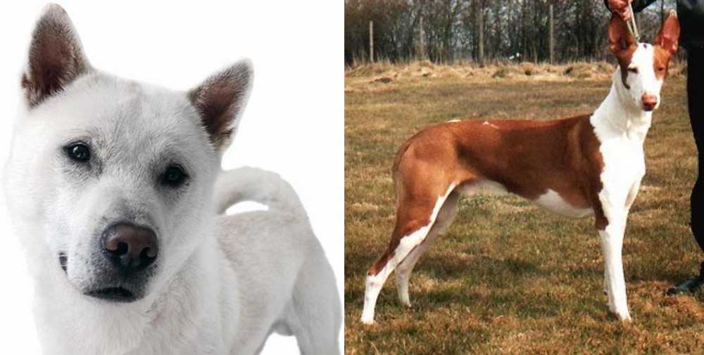 Podenco Canario vs Kishu - Breed Comparison