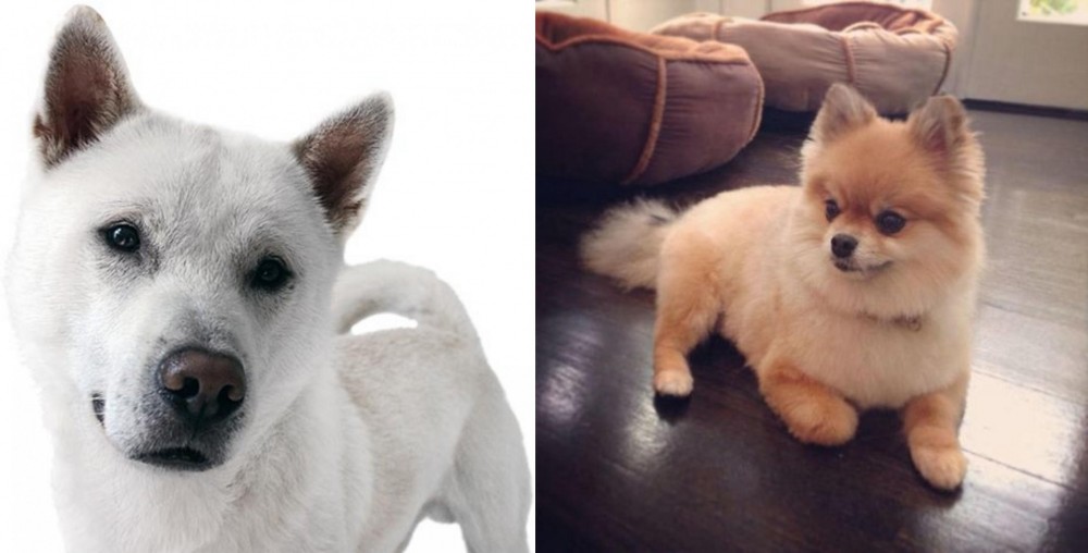 Pomeranian vs Kishu - Breed Comparison