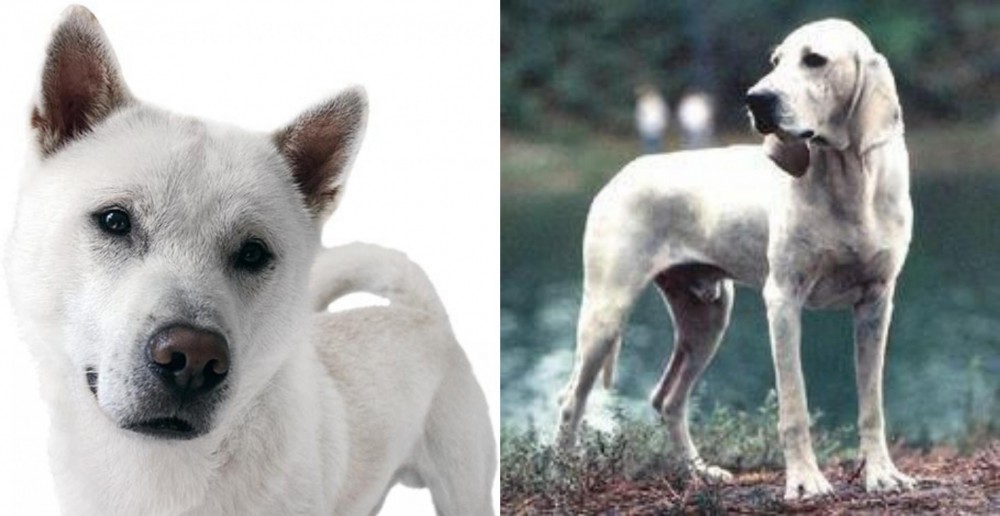 Porcelaine vs Kishu - Breed Comparison